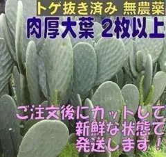 가시가 많은 배잎 2장 이상 [가시 제거] 거북이, 이구아나 등의 식단에는 농약을 사용하지 않습니다.
