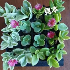 ベビーサンローズ　多肉植物詰め合わせセット。カット苗。セダム寄せ植え。多肉弁当