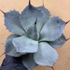 2025年最新】アガベパリーの人気アイテム - メルカリ