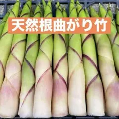 根曲がり竹　山形県産　姫竹　ネマガリタケ　森の凛さん採取　その96