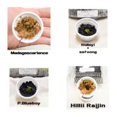 2026年最新】ビカクシダ 胞子 セットの人気アイテム - メルカリ