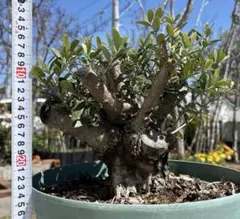 希少】オリーブ古木 幹径17cm 高さ110cm シンボルツリー 地植えOK