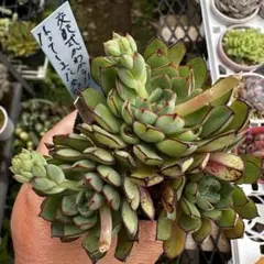 2026年最新】おらいさん苗 青札の人気アイテム - メルカリ