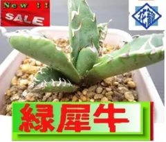 2025年最新】アガベ 犀牛の人気アイテム - メルカリ