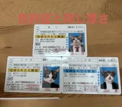 2025年最新】なめ猫 免許証 ゴールドの人気アイテム - メルカリ