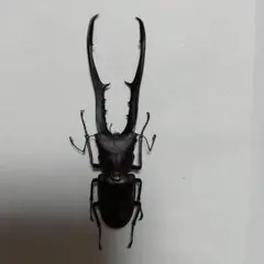 2026年最新】メタリフェルホソアカクワガタ標本の人気アイテム - メルカリ