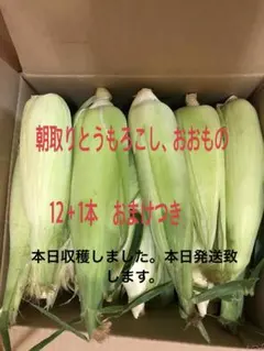 とうもろこしおおもの12＋1本本日収穫しました。本日発送致します。のサムネイル