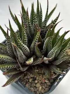 キ*坊様 ハオルチア 狼蜘蛛 多肉植物 - メルカリ