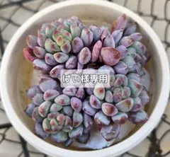 けぃ様 リクエスト 4点 まとめ商品