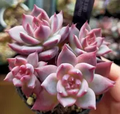 2026年最新】錦玉園 リンゼアナの人気アイテム - メルカリ