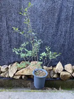 2026年最新】山採り ソヨゴの人気アイテム - メルカリ