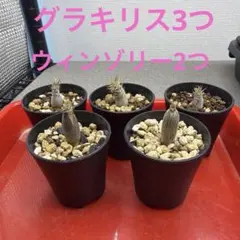 日本一ソフトウェア 魔界戦記ディスガイア プリニー ぬいぐるみ
