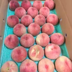 ７　「２８玉サイズ」２５個入り　山形県　白桃　５kg箱入り