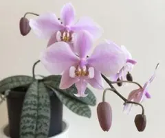 胡蝶蘭祭り　原種9種9株　シレリアナ　デリシ　ロビー　マリポエンシス　ルデマニア 2023年2月12日 “はじめまして♪〜” 原種のシレリアナ Barbara