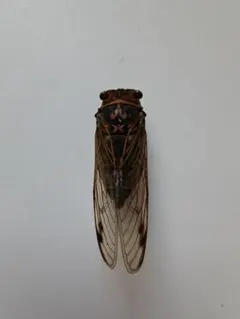 ダイトウヒメハルゼミ ペア 標本 - メルカリ