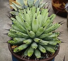 2026年最新】アガベ 親株の人気アイテム - メルカリ