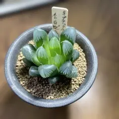 2025年最新】ハオルチア 白蛇伝の人気アイテム - メルカリ