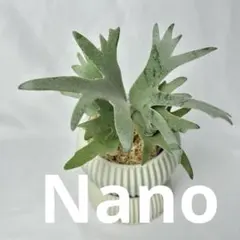 メルカリ便】P. Willinckii Nano (spore) 【27】 - メルカリ