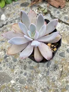 玉連×ラウイ 多肉植物抜き苗うに - メルカリ