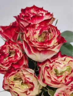 バラ苗　薔薇　つぼみあり3年生挿木苗　AppleJack ７号鉢のまま発送 バラ苗 薔薇 つぼみあり3年生挿木苗 AppleJack 7号鉢のまま発送
