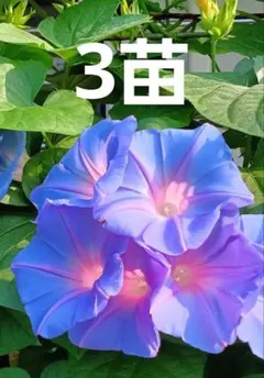 3종 모종 류큐 모닝 글로리 그린 커튼을 노려보는 건 어떨까요?
