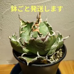 2026年最新】アガベ 白鯨 ボールの人気アイテム - メルカリ