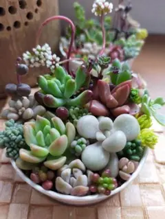 多肉植物セダムそのまま飾れる1セット