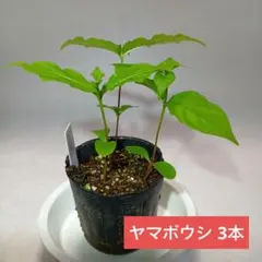 ポットごとヤマト便233】ヤマアジサイ 幼苗 土佐の暁 山紫陽花 - メルカリ