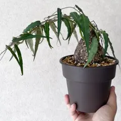激レア/塊根植物】アデニア ペナンギアナ 鉢植え B-3 - メルカリ