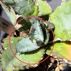 2026年最新】チタノタ ビーストの人気アイテム - メルカリ