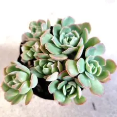 はーちゃん様 リクエスト 2点 まとめ商品