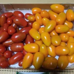 ミニトマト　フラガール赤4対オランジェ6　1キロ