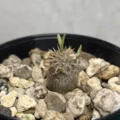 種子 100粒 象牙宮 パキポディウム グラキリス 塊根植物 - メルカリ