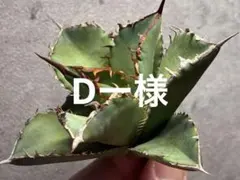 アガベ　オテロイ　ノーネーム　オアハカワイルド子株　メルカリ便 2025年最新】オテロイ オアハカの人気アイテム - メルカリ