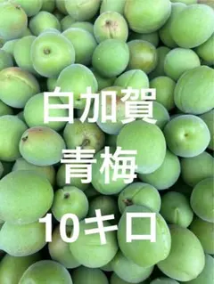 無農薬梅 白加賀5キロ 無選別 - メルカリ