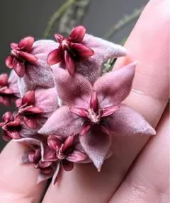 速達込み　ひーちゃん様 リクエスト 5点 まとめ商品