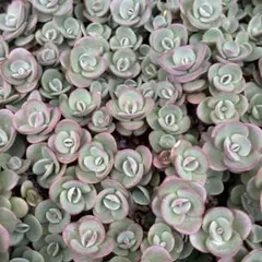 yoshiyume様 リクエスト 3点 まとめ商品