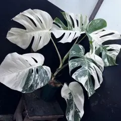 2025年最新】斑入りモンステラ ホワイトタイガーの人気アイテム - メルカリ