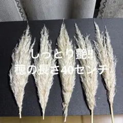 パンパスグラス ドライフラワー 5本セット
