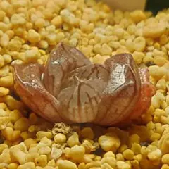 多肉植物　ハオルチア ワリン　1904