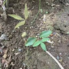 南天の苗木　3株