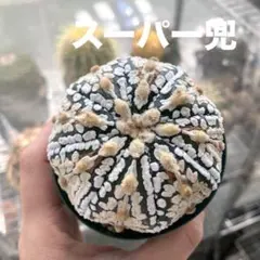 やくも様 リクエスト 2点 まとめ商品