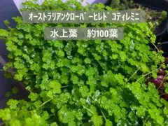 オーストラリアンクローバーヒレドコティレミニ　水上葉　100葉程度のサムネイル
