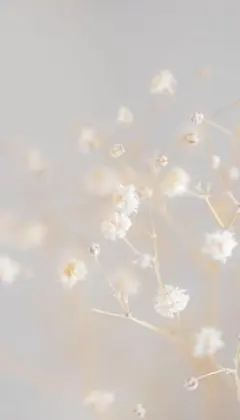 アンモナイトさま専用