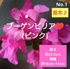2026年最新】ブーゲンビリアの人気アイテム - メルカリ