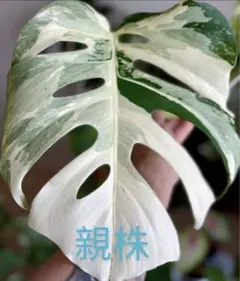 2026年最新】モンステラ ボルシギアナ ミントの人気アイテム - メルカリ