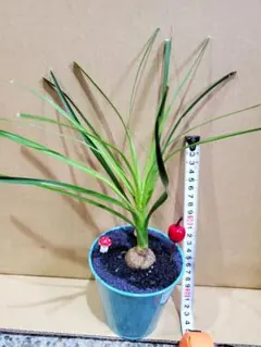 2025年最新】トックリラン ポニーテールの人気アイテム - メルカリ