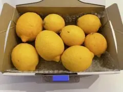【皮まで安心】広島 倉橋島産 レモン 【20kg】 防腐剤不使用 産地直送 皮まで安心】広島 倉橋島産 レモン 【5kg】 防腐剤不使用 産地直送