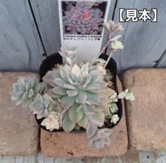 mwmm様 リクエスト 3点 まとめ商品