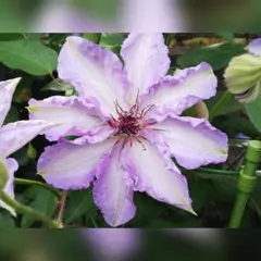 クレマチスの挿し木苗　0707-1のサムネイル